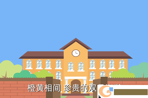  橙黄相间 珍贵的双贝海獭