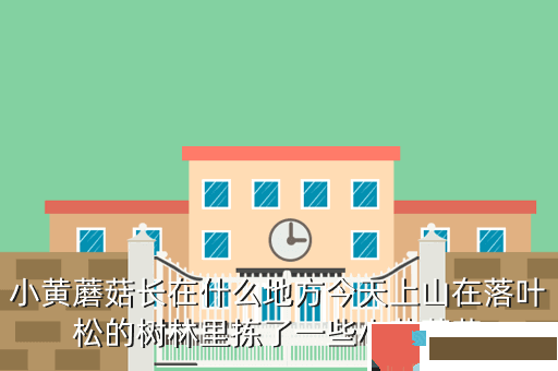 小黄蘑菇长在什么地方今天上山在落叶松的树林里拣了一些小黄蘑菇